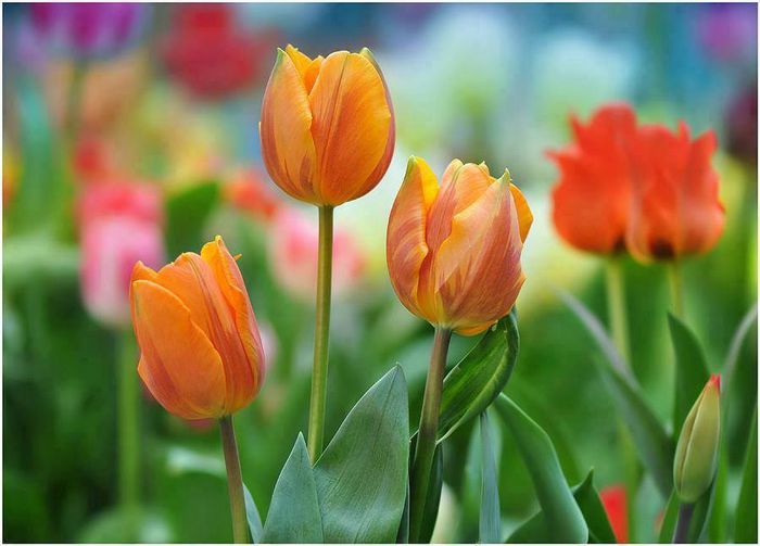 1897717_632404596815327_833652775_n