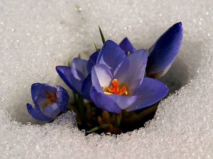 1898131_475490329221584_1117507811_n