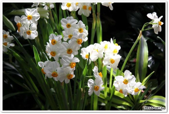 1899880_259109244263749_1842071282_n