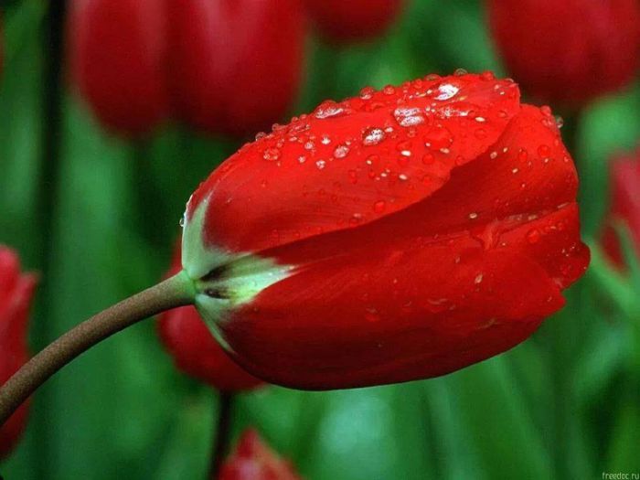 1901294_632083866847400_1409512029_n