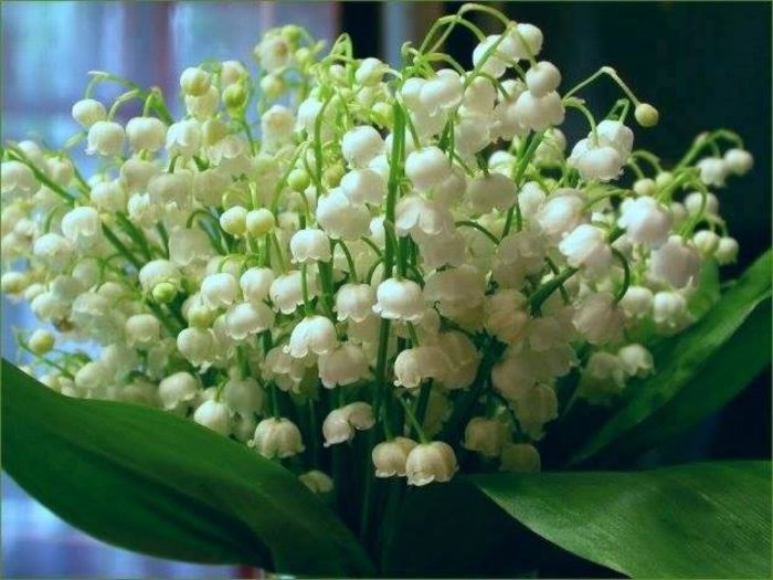 1922525_553021878138393_562162491_n