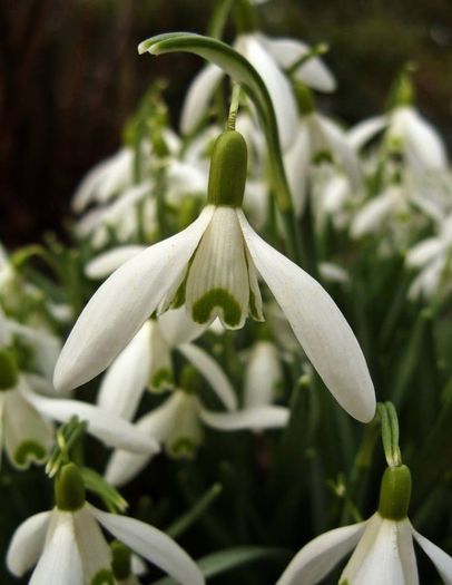 1925250_631660720223048_654600186_n - A venit Primavara