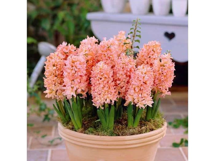 1947762_259794040861936_1262718727_n - A venit Primavara