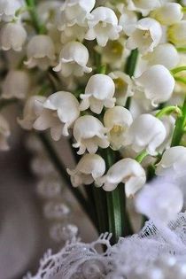 1965009_298975686916585_993541249_n - A venit Primavara