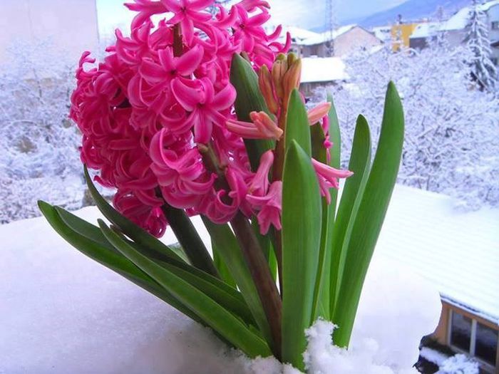 1979465_1411462102440960_154122694_n - A venit Primavara