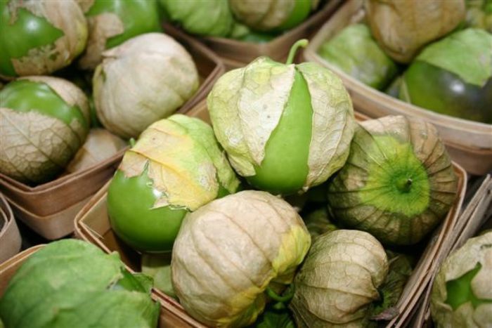 physalis philadelphica -p. verde