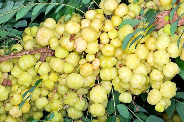 phyllanthus acidus - a-alte seminte rare