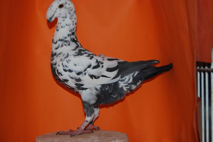 Campioana 2013 Dabas