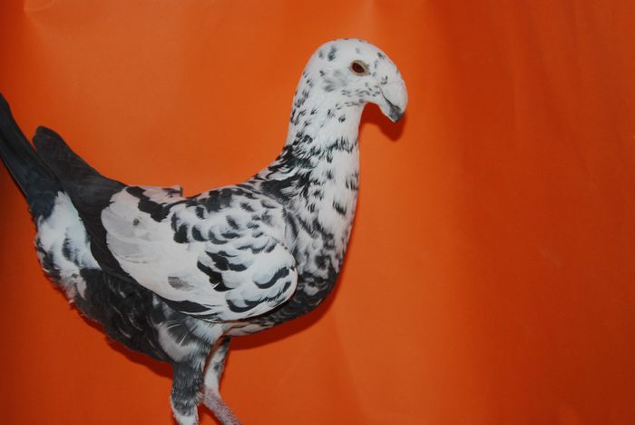 Campioana 2013 Dabas