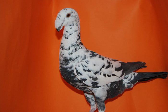 Campioana 2013 Dabas