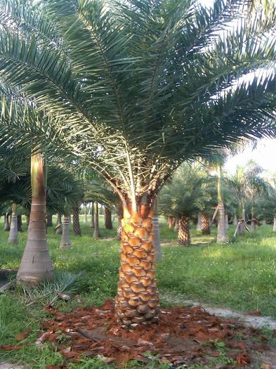 phoenix sylvestris - a-alte seminte rare