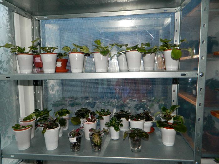 MARTIE 2014 - RAFTURI CU FLORI