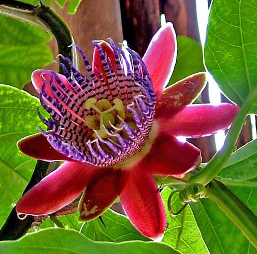 passiflora alata - a-alte seminte rare