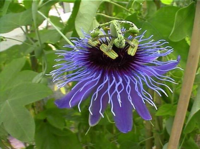 passiflora amethystina - a-alte seminte rare