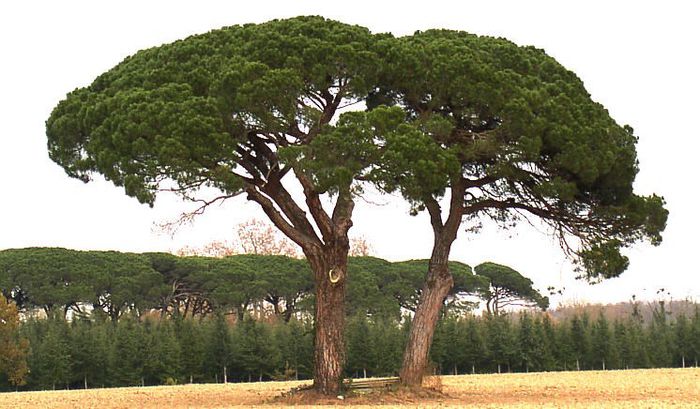 Pinus Pinea; (Pinus Pinea)
