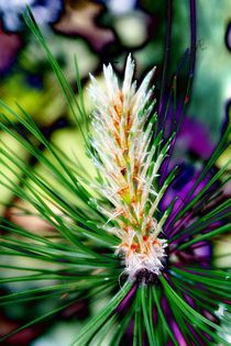 Pinus Pinea-floare feminina; (Pinus Pinea)
