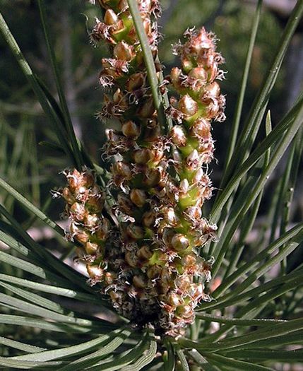 Pinus Pinea-flori masculine; (Pinus Pinea)
