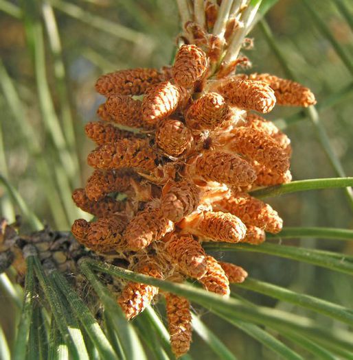 Pinus Pinea-conuri masculine; (Pinus Pinea)fructe din florile masculine
