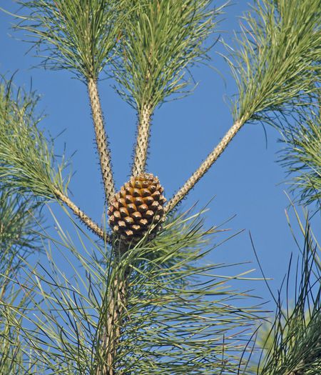 Pinus Pinea-con feminin; (Pinus Pinea)original din sudul europei si nordul africii
