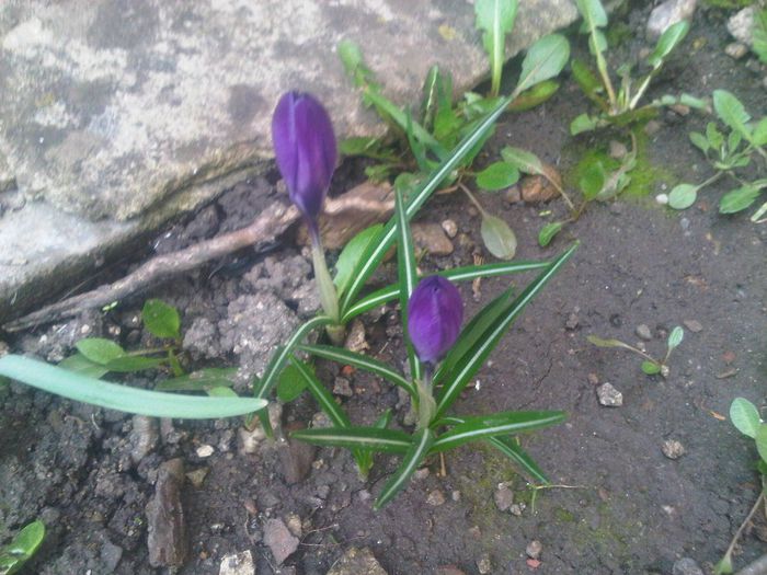 IMG00457-20140302-1239