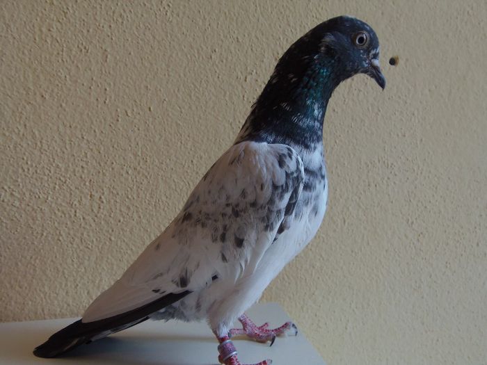 Femela2   P3034230; Femela2, puiandra, dupa ce a schimbat o parte din pene
