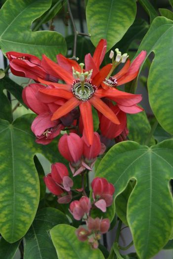 passiflora racemosa - a-alte seminte rare