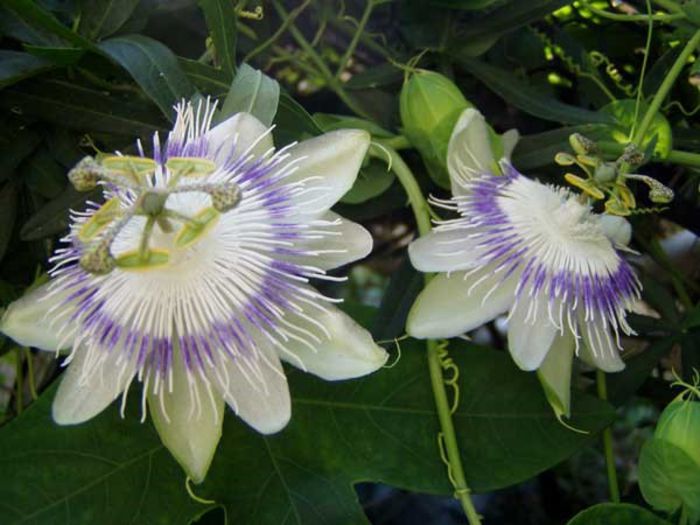 passiflora eichleriana - a-alte seminte rare