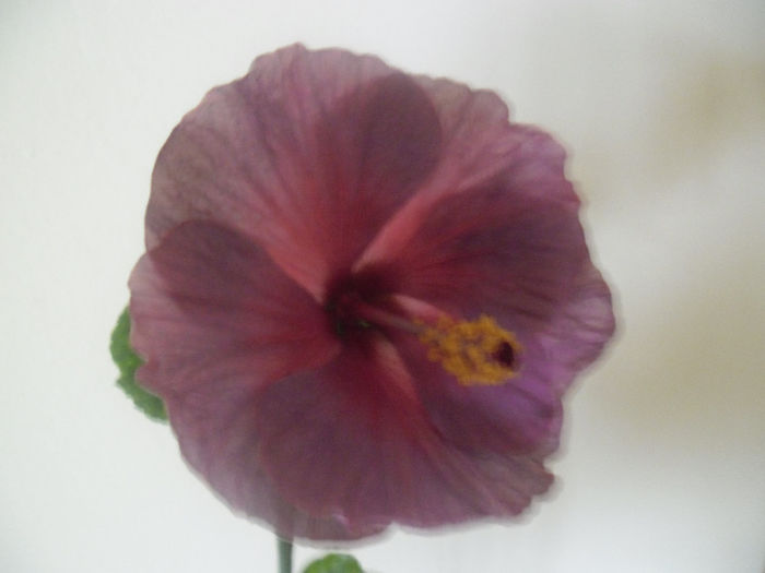Winter Light - Hibiscus 2014-1
