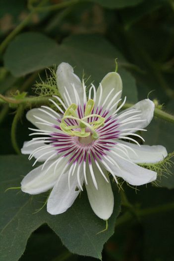 Passiflora_foetida_ - a-alte seminte rare