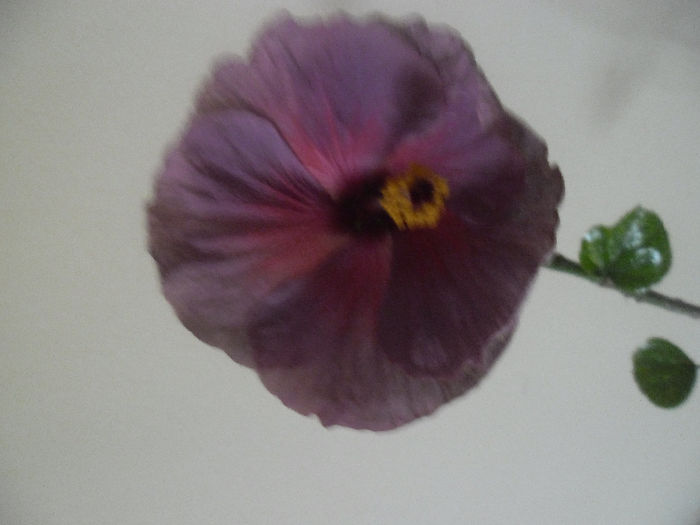 006