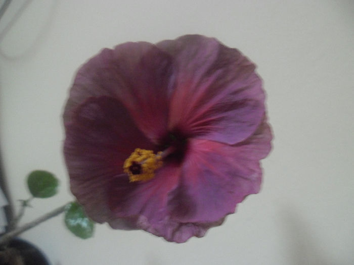 Winter Light - Hibiscus 2014-1