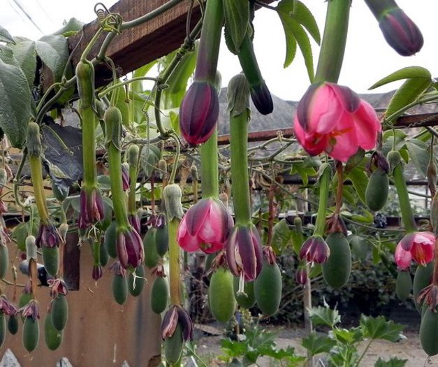 passiflora mollissima - a-alte seminte rare