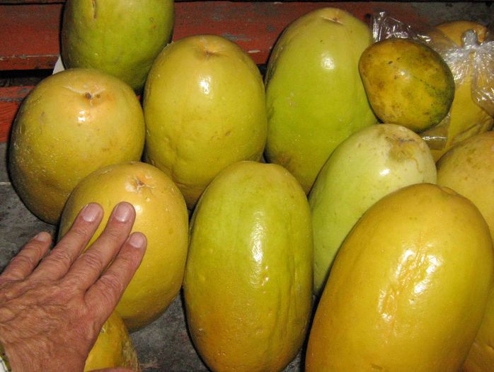 passiflora quadrangularis - a-alte seminte rare