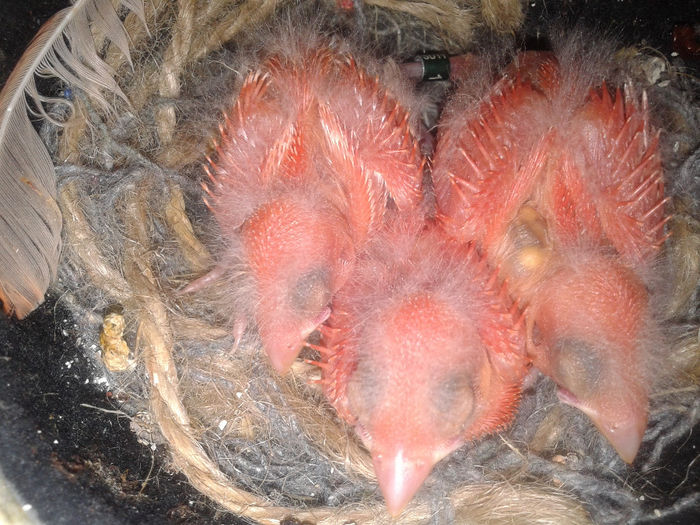 Fotografie-0117 - Pui 2014