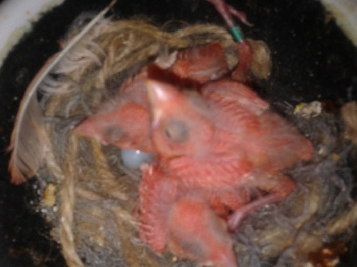 Fotografie-0118 - Pui 2014