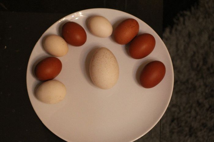 Oua marans si ou curca urias - MARANS