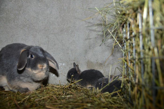 loh albastru sapte pui (2)