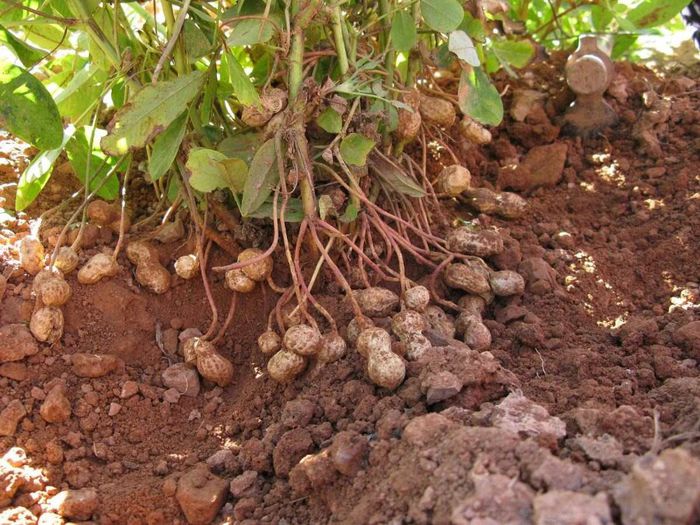 Alun de pamint-fructe(arahide) - plante-exotice_condiment-2