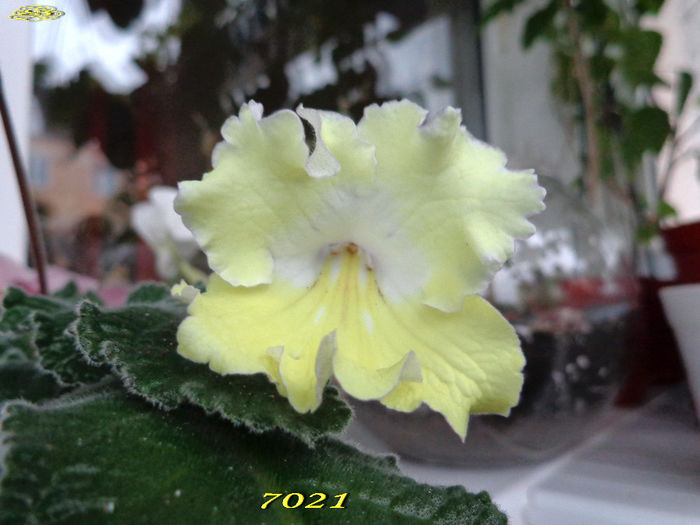 7021 (4-03-2014) - Streptocarpusi 2014