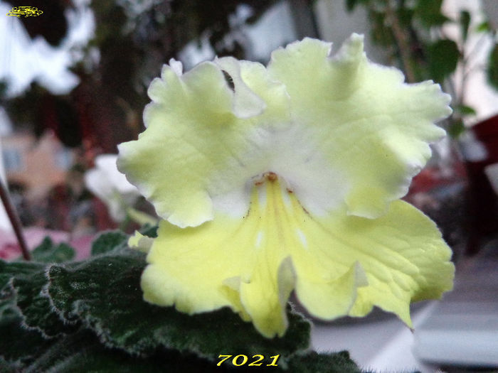 7021 (4-03-2014) - Streptocarpusi 2014