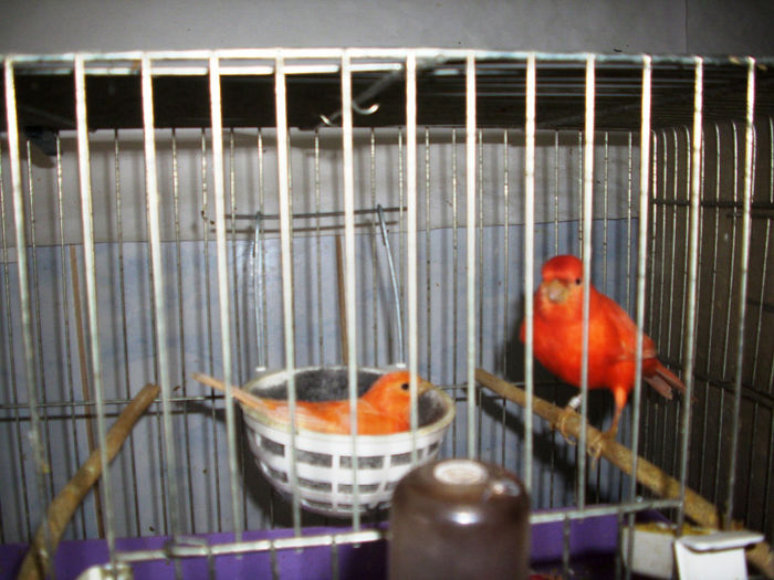 CANARI LA CUIB  2014 002