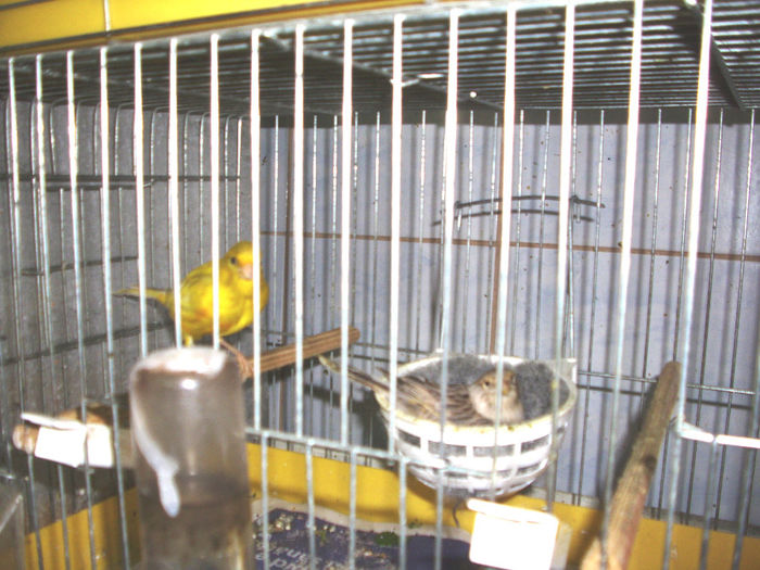 CANARI LA CUIB  2014 003