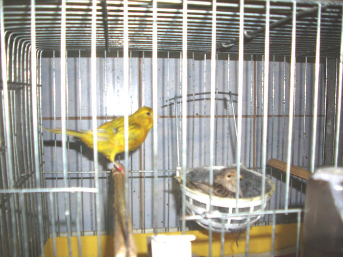 CANARI LA CUIB  2014 004