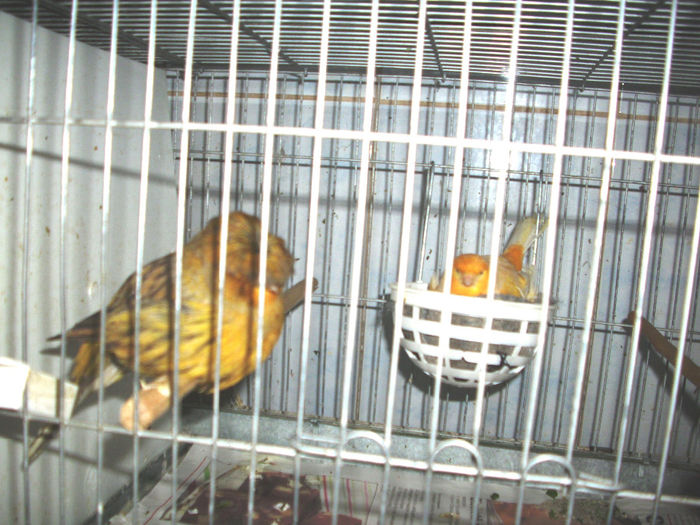 CANARI LA CUIB  2014 005