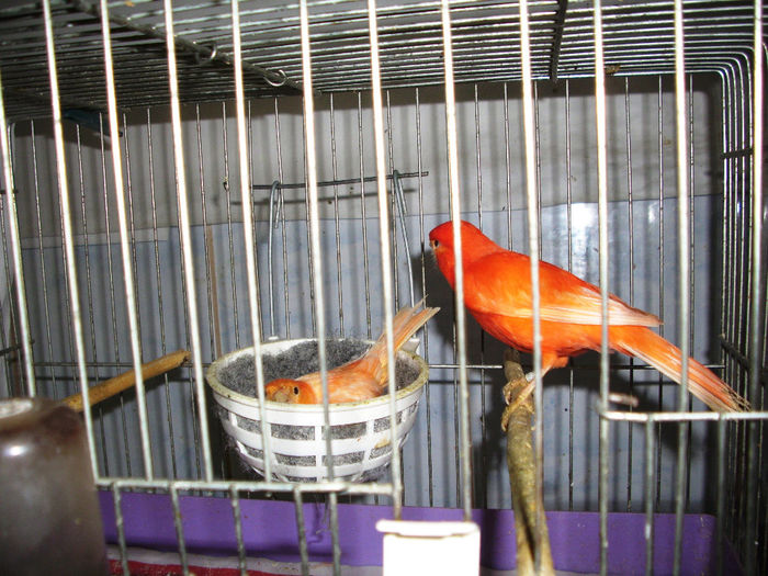 CANARI LA CUIB  2014 007