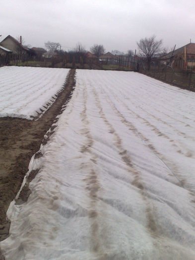 cartofi plantati pe 27 feb in gradina