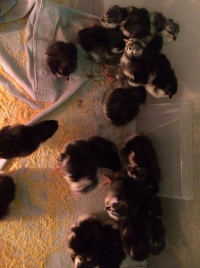 Din oua de la dangherla.sunphoto.ro