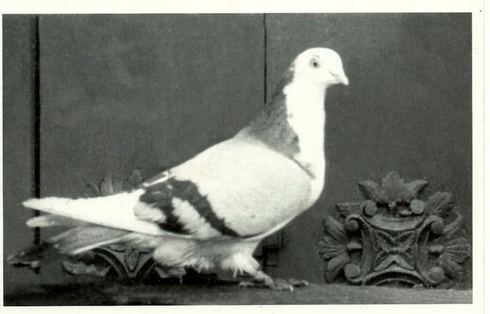 porumbita 1960 CRISTESCU PETRE