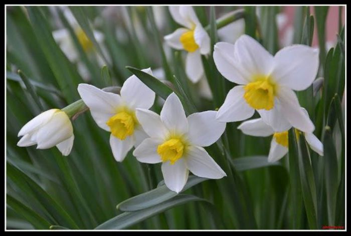 1017472_414274785383076_1653498734_n - A venit Primavara