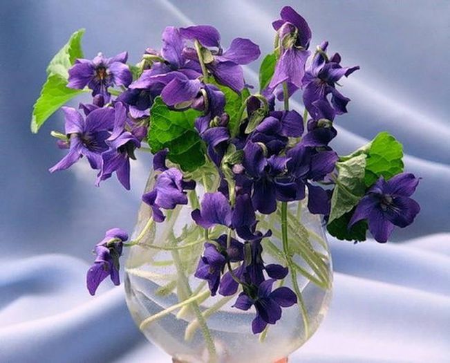 1618663_414273458716542_720706355_n - A venit Primavara